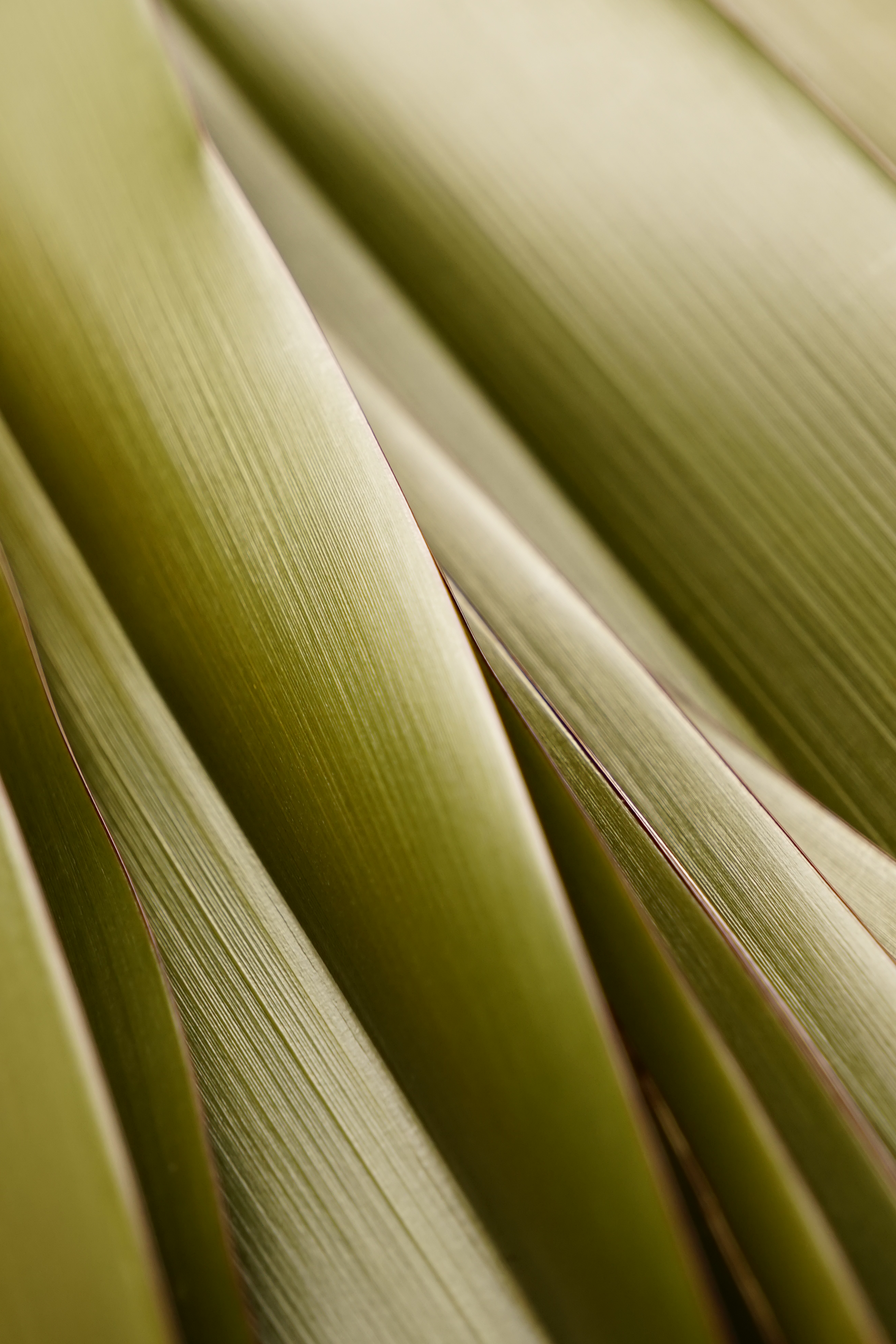 Shows the beauty, shape and rich colour of the surface of Paoa harakeke.