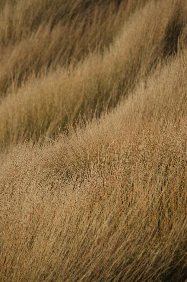 Long grasses on the sand dunes of Mitimiti