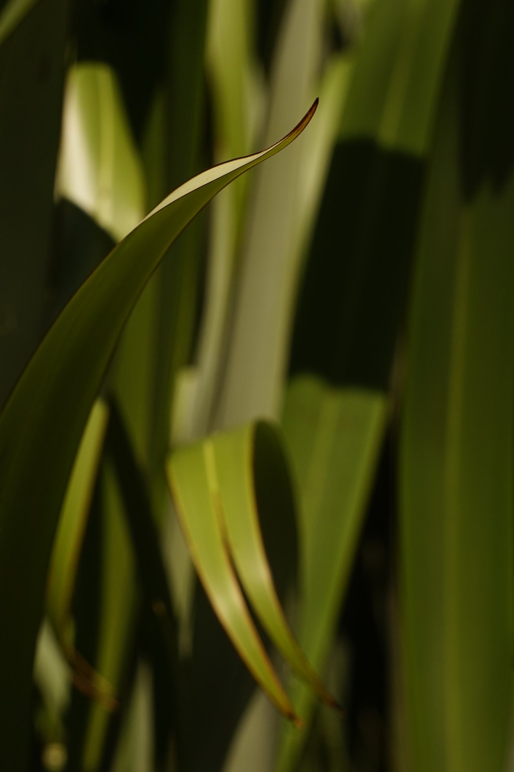 weavers are gardeners